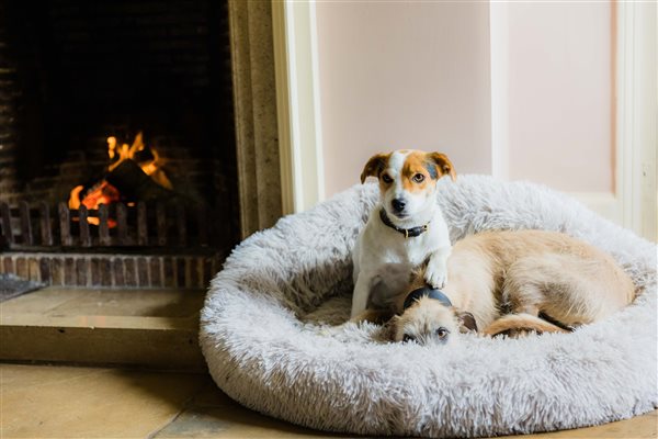 Dogs by the fire